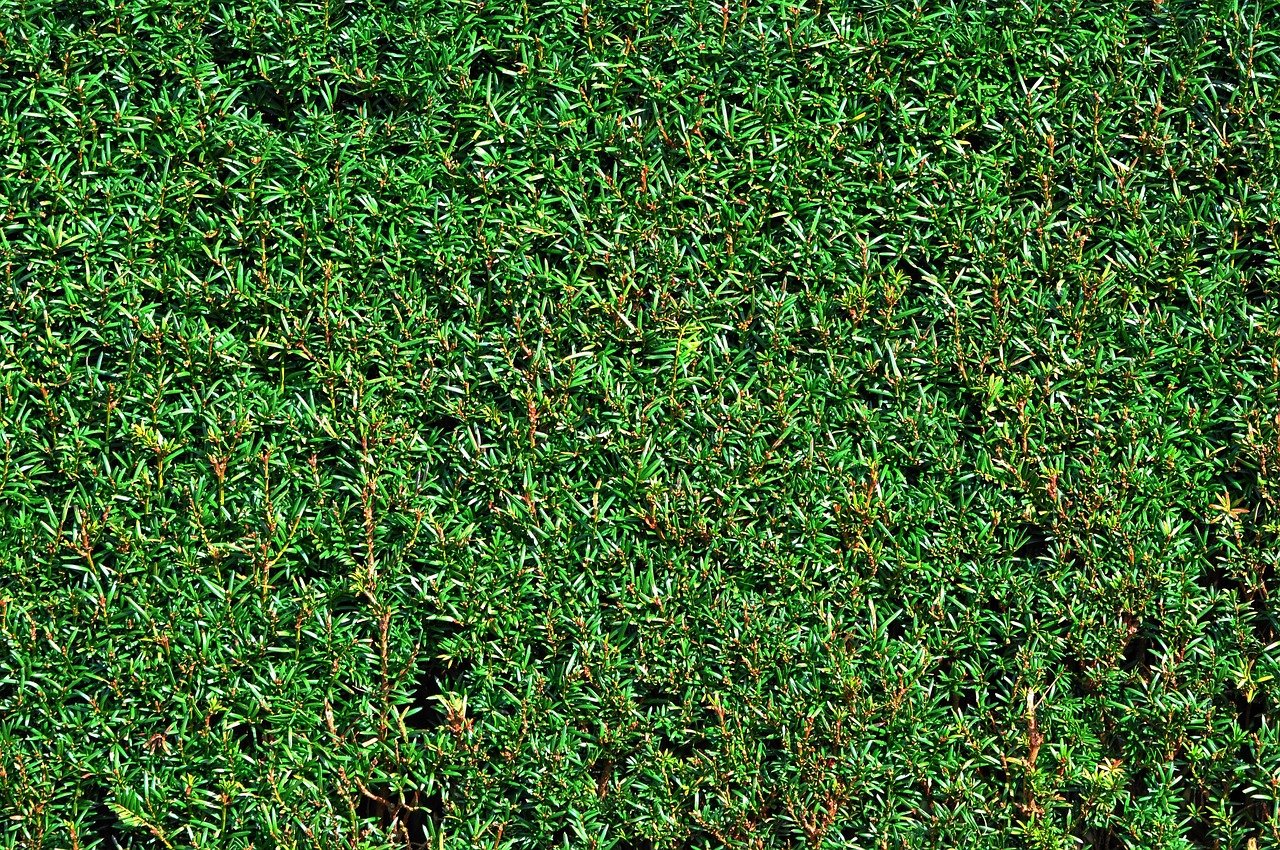 taxus, taxus baccata, evergreen, hedge, shorn hedge, clipped hedge, conifer, needle, ornamental, privacy, taxus, taxus, taxus, taxus baccata, taxus baccata, taxus baccata, taxus baccata, taxus baccata, hedge, hedge