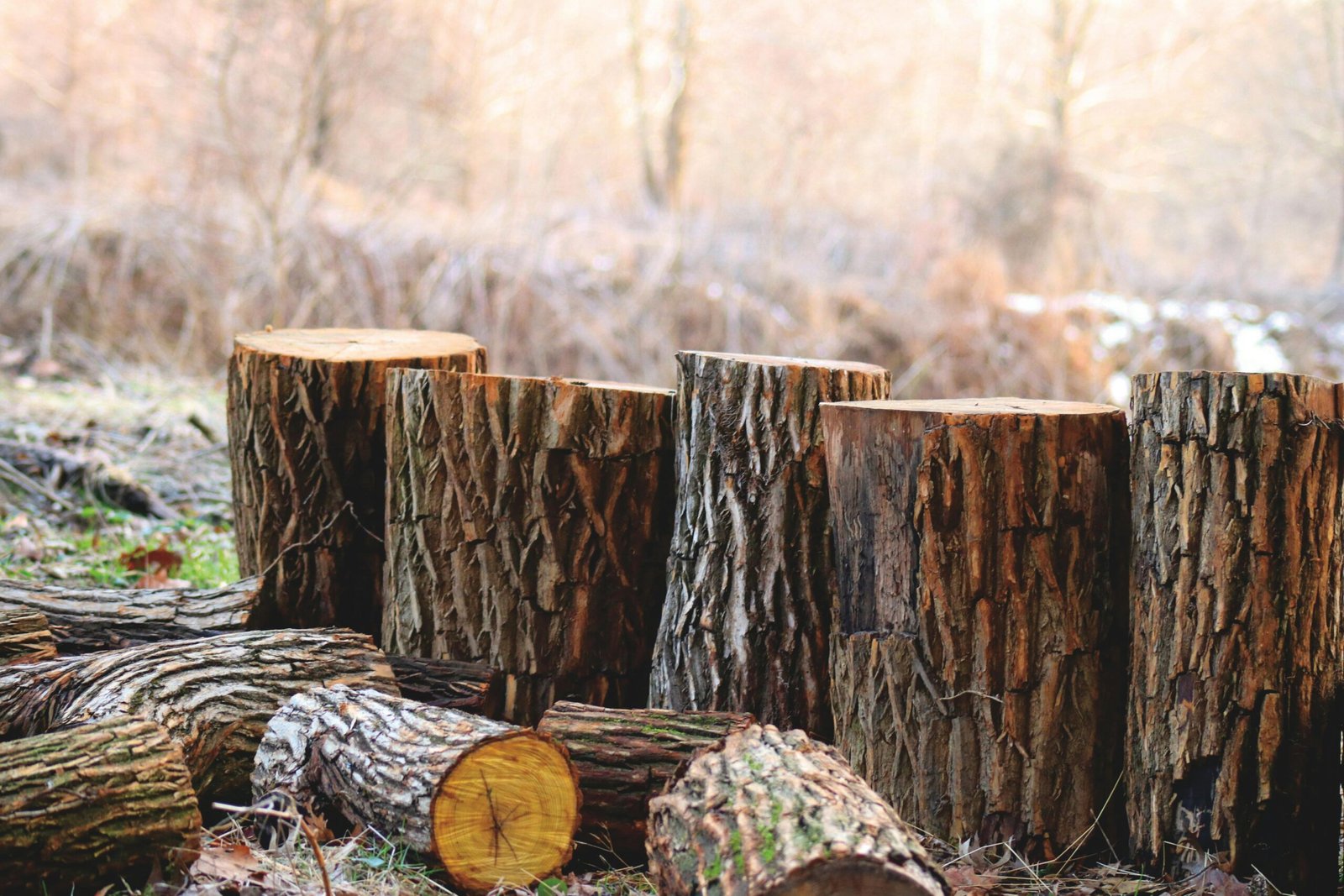 Chopped tree logs stacked in a serene outdoor woodland area, capturing the essence of autumn.
