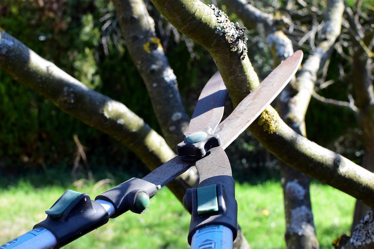 Tree Pruning Tauranga