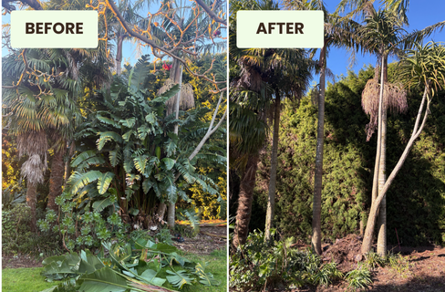 Palm Tree Trimming Tauranga
