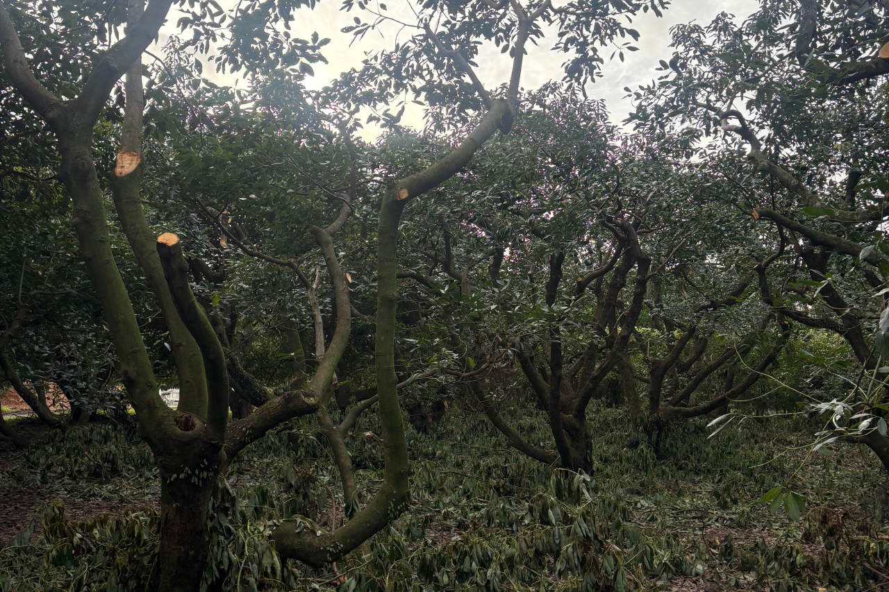 Avocado Pruning Tauranga