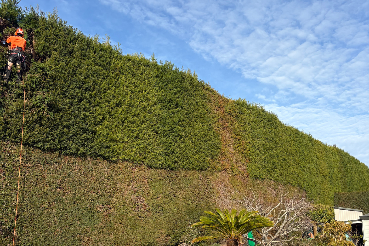 Shelter Belt Trimming Tauranga